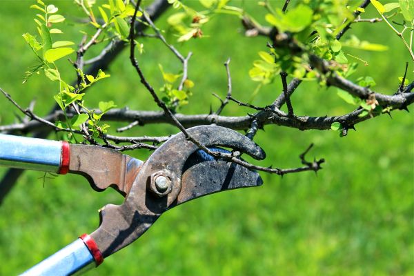 Branches Pruning in Chandler