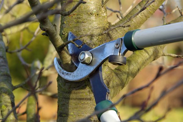 Tree Limb Trimming Service in Chandler