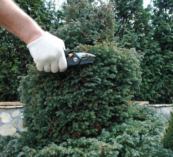 Ornamental Tree Trimming in Chandler