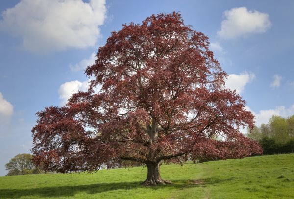 Beech Tree Pruning in Chandler