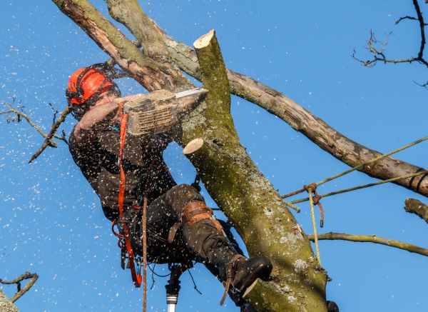 Tree Trimming Service in Chandler