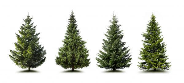 Cost of Pine Tree Trimming in Chandler