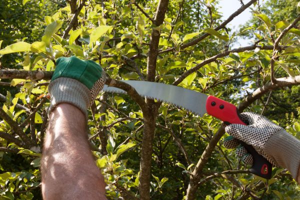 Apple Tree Trimming in Chandler